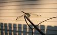 dragonfly1.jpg 