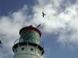 kiluea_Lighthouse_birds.jpg